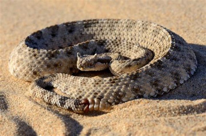 15 Surprising Facts About Sidewinder