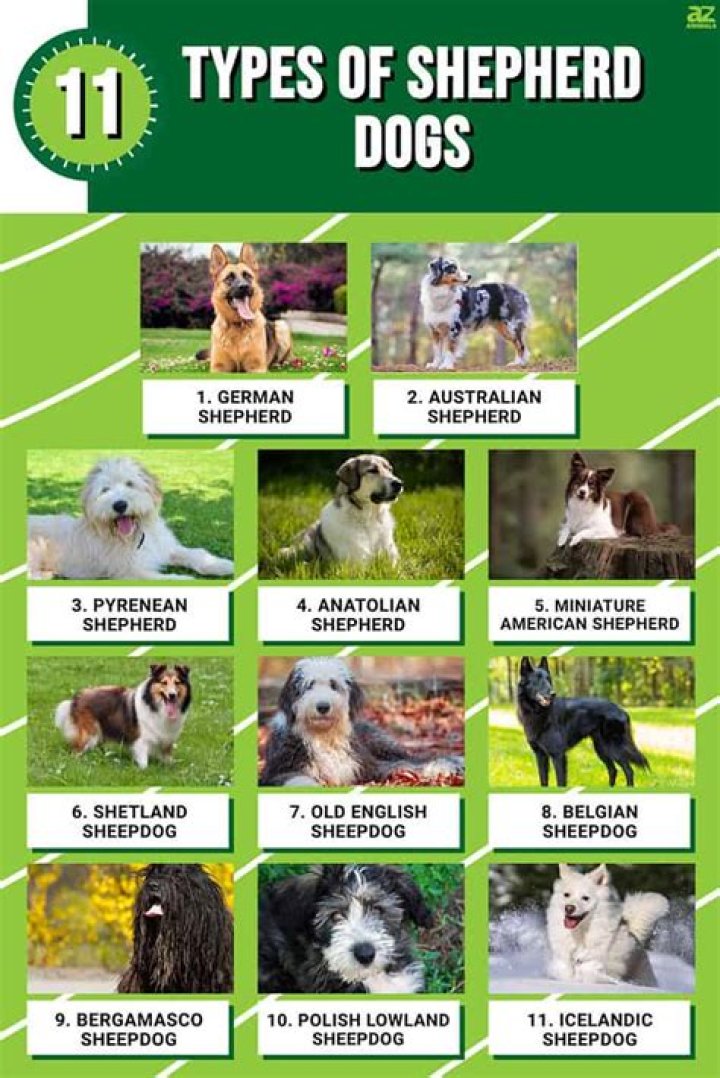15 Types Of Shepherd Dogs Breeds And Their Origin