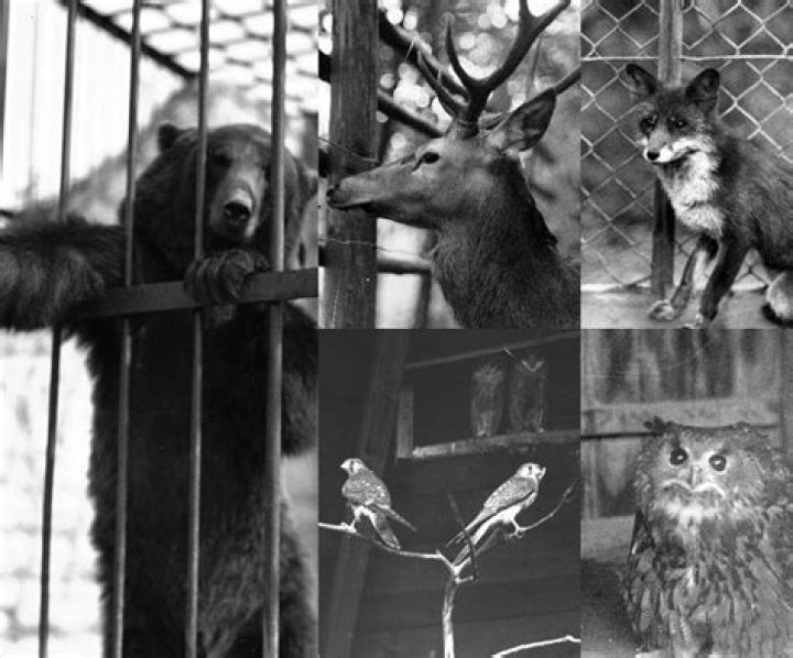 15 Unbelievable Facts About Kraków Zoo