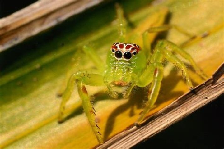 16 Captivating Facts About Fringed Jumping Spider