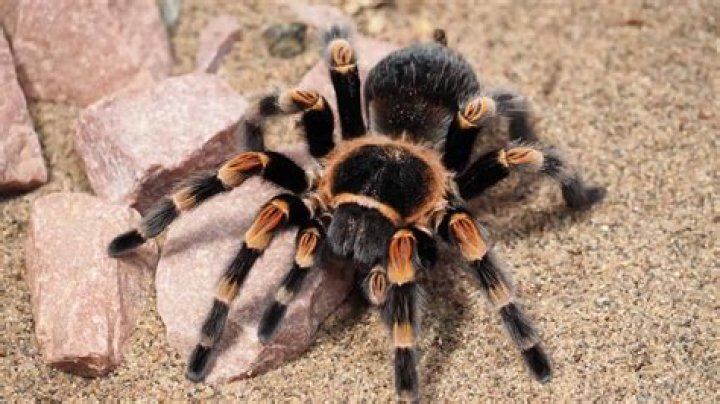 16 Enigmatic Facts About White-tipped Tarantula