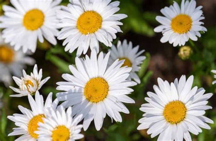 16 Extraordinary Facts About Shasta Daisy