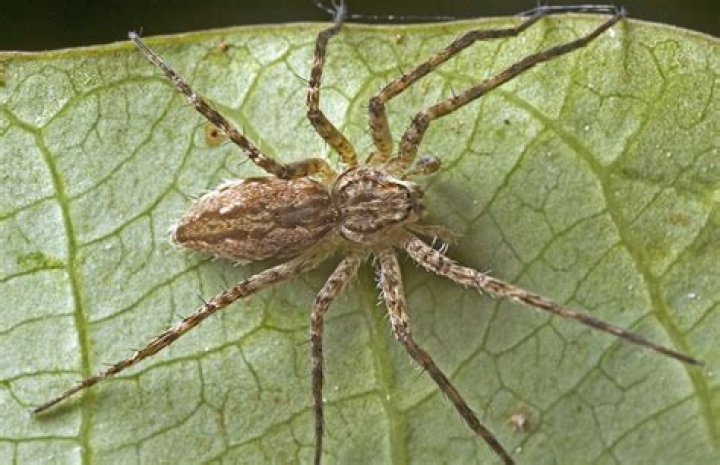 16 Fascinating Facts About Water Spider