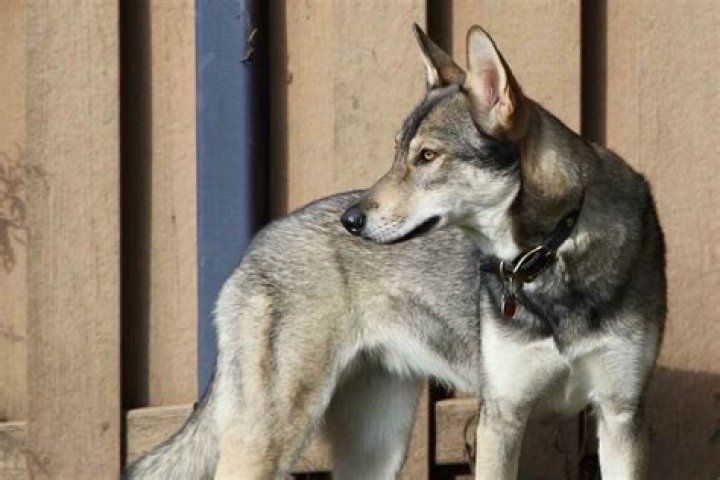 16 Mind-blowing Facts About Tamaskan Dog