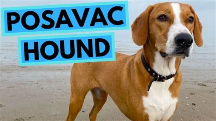 16 Unbelievable Facts About Posavac Hound