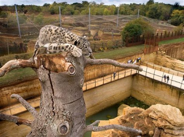 17 Enigmatic Facts About Bioparc De Doué-la-Fontaine