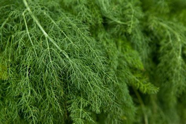 17 Facts About Dill