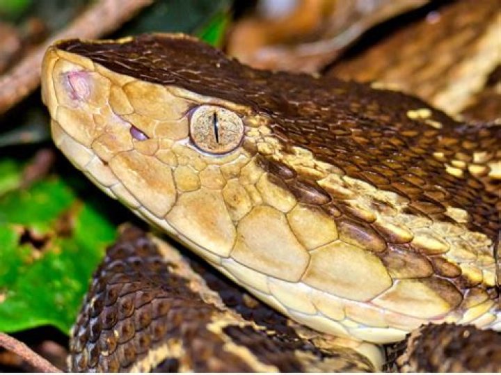 18 Astounding Facts About Terciopelo