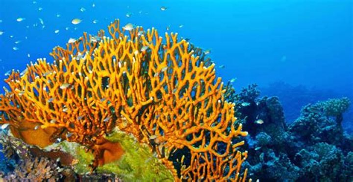 18 Branch Coral Facts - Facts.net