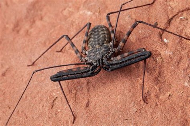 18 Captivating Facts About Tailless Whip Spider