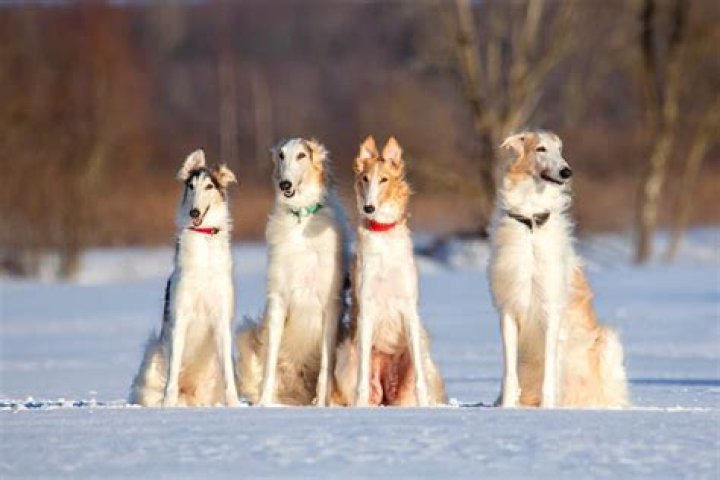 18 Dogs Breeds With Long Snouts