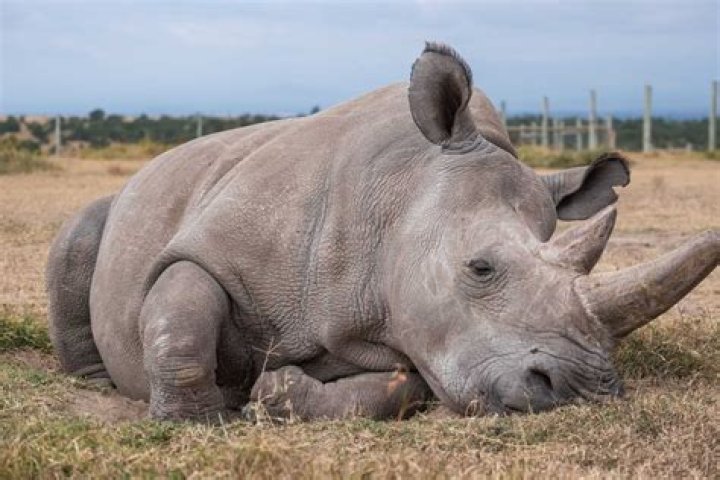 18 Facts About Atlanta Rhinos