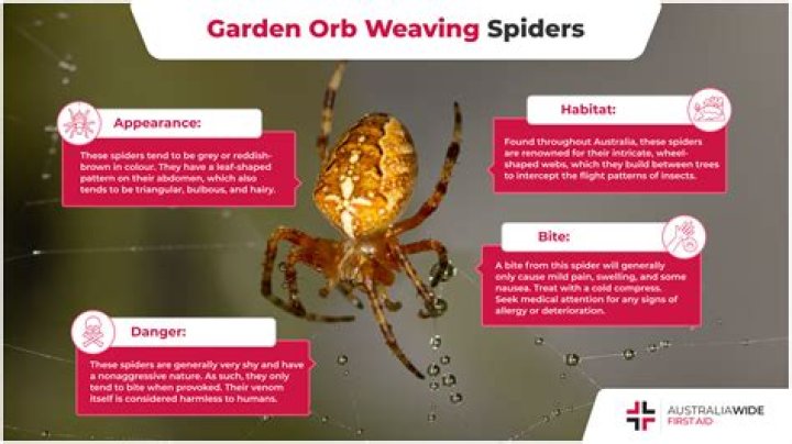 18 Unbelievable Facts About Garden Ghost Spider