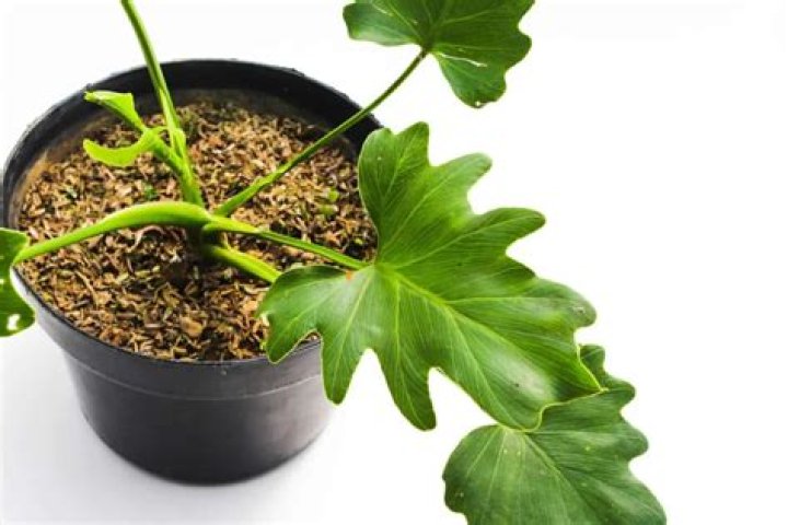 18 Unbelievable Facts About Horsehead Philodendron