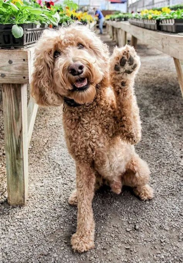 180+ Goldendoodle Dog Names