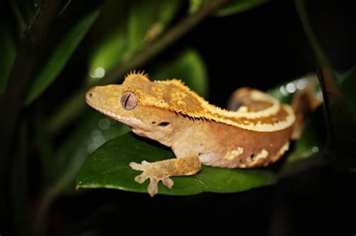 19 Captivating Crested Gecko Facts to Unveil Its Charm
