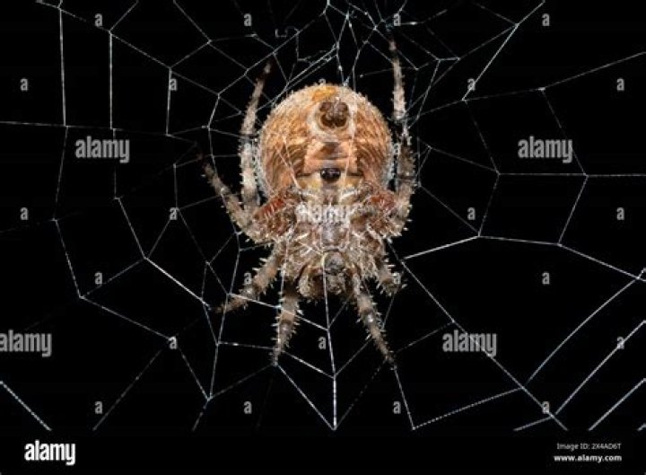 19 Captivating Facts About Hairy Field Spider