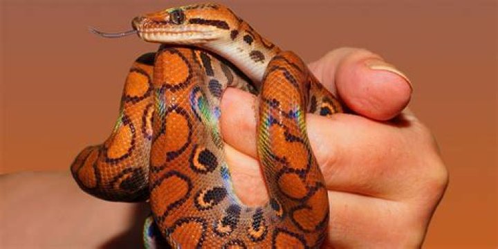 19 Extraordinary Facts About Rainbow Boa