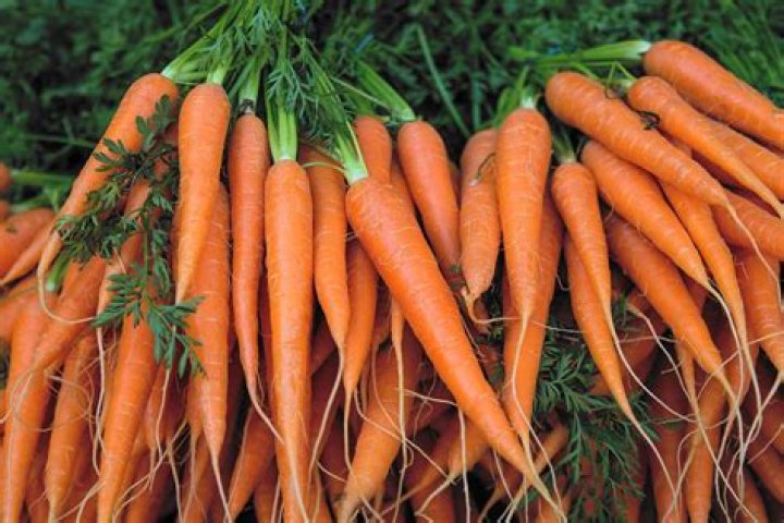 19 Facts About Carrot - Facts.net
