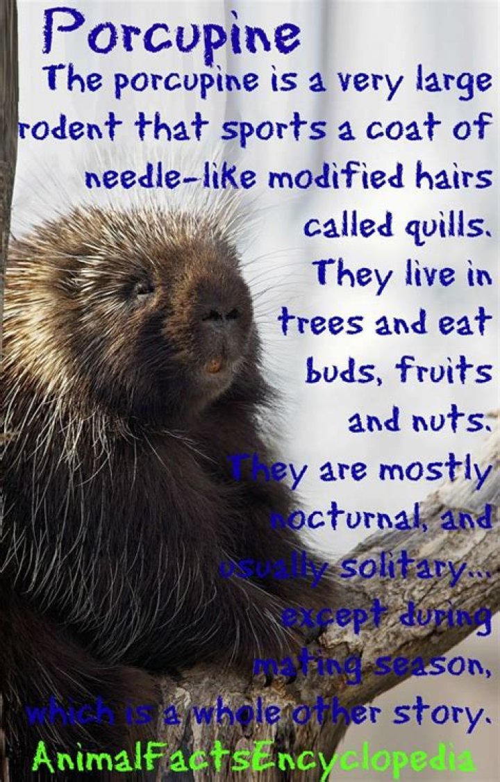 19 Facts About Porcupine - Facts.net