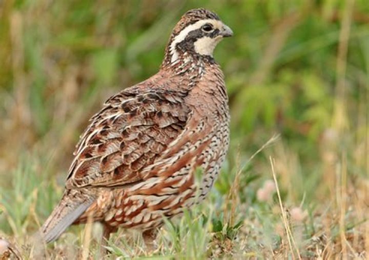 19 Facts About Quail - Facts.net