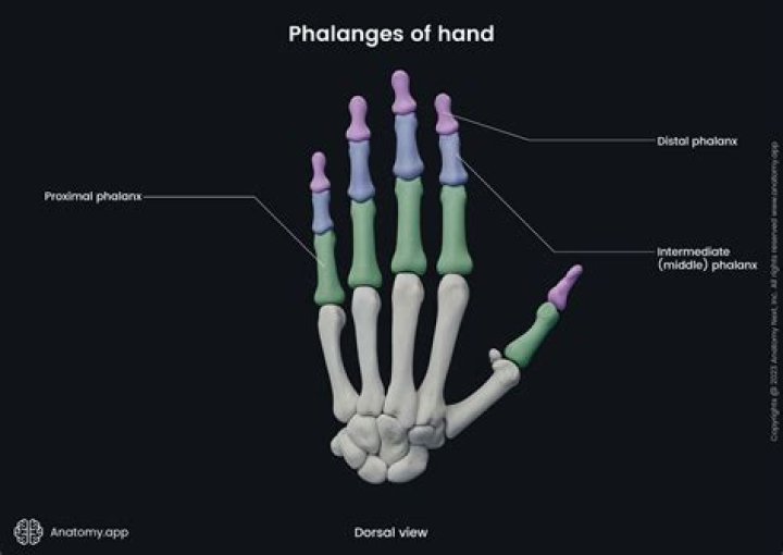 19 Mind-blowing Facts About Phalanges (Hand Bones)