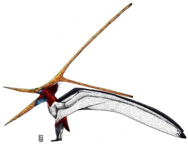 19 Nyctosaurus Facts - Facts.net