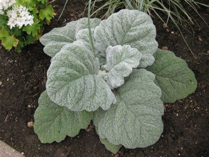 19 Surprising Facts About Silver Sage