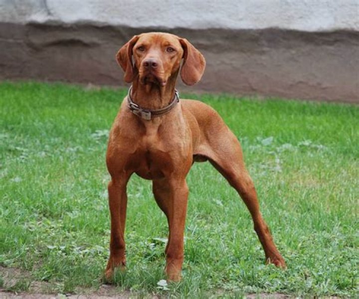 19 Unbelievable Facts About Vizsla