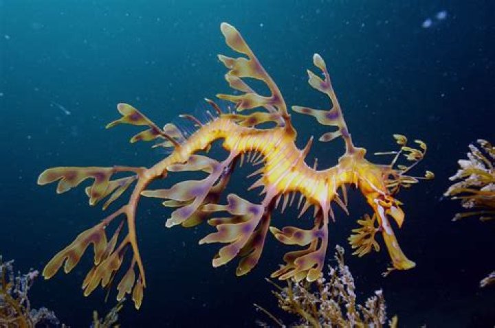 20 Amazing Facts About Leafy Sea Dragons