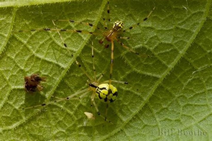 20 Astonishing Facts About Cobweb Weaver