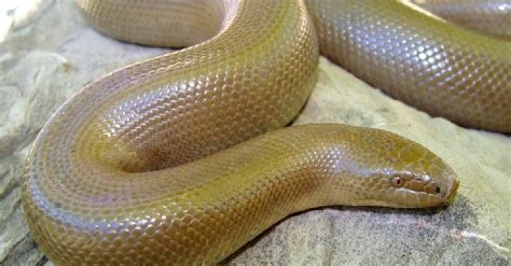 20 Astounding Facts About Rubber Boa