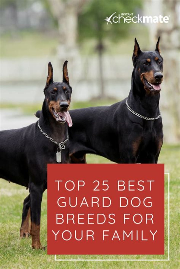 20 Best Guard Dogs For Your Family's Protection