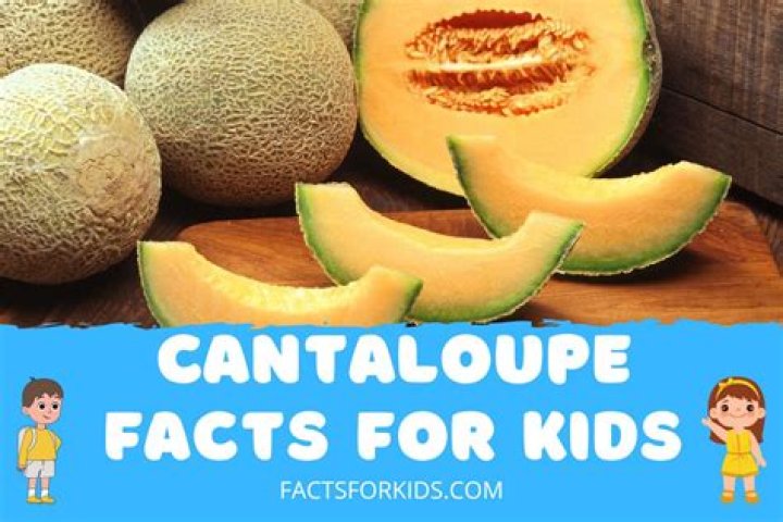 20 Cantaloupe Facts - Facts.net