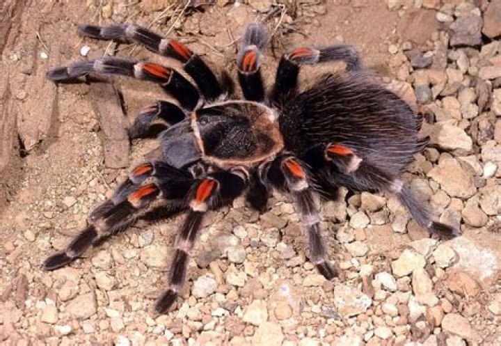 20 Captivating Facts About Mexican Flame Knee Tarantula