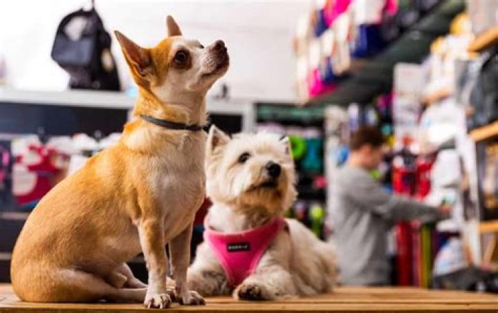 20 Dog Friendly Stores In The United States
