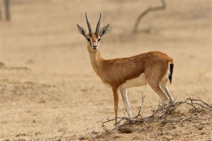 20 Facts About Gazelles - Facts.net
