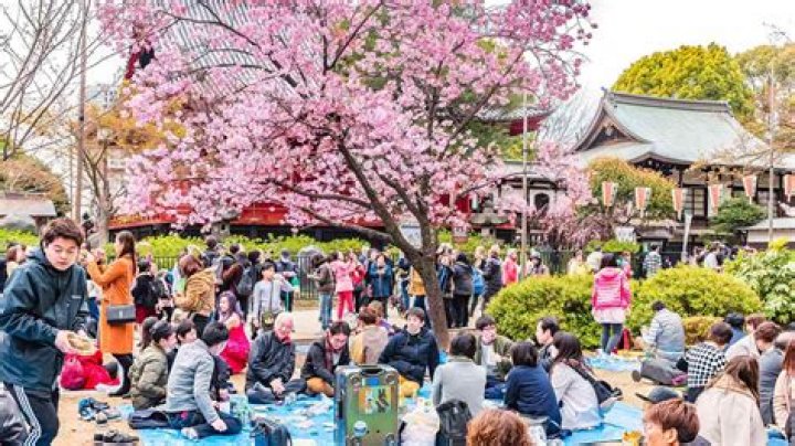 20 Facts About Hanami (Cherry Blossom Viewing)