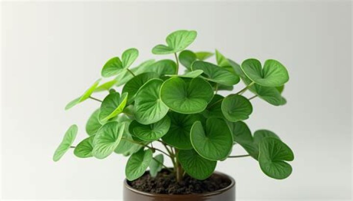 20 Intriguing Facts About Chinese Money Plant