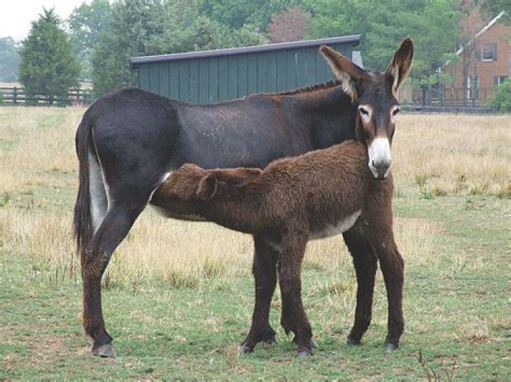 20 Mammoth Donkey Facts - Facts.net
