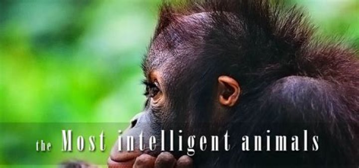 20 Most Intelligent Animals You Never Expected