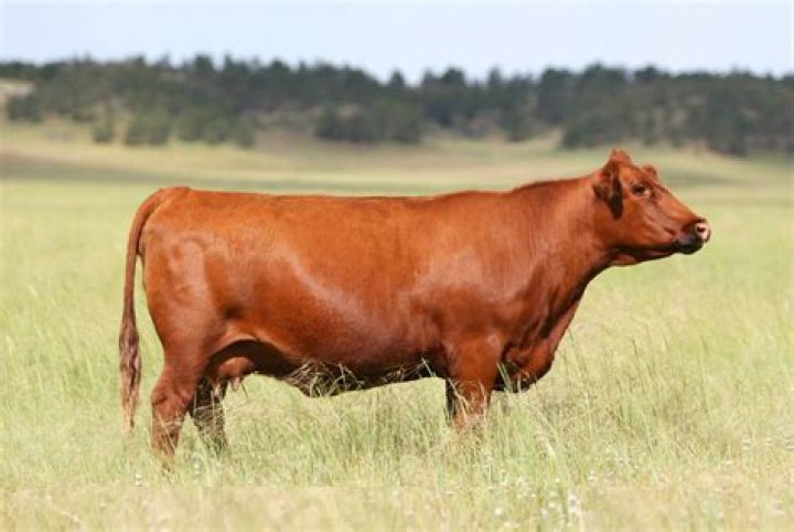 20 Red Angus Facts - Facts.net