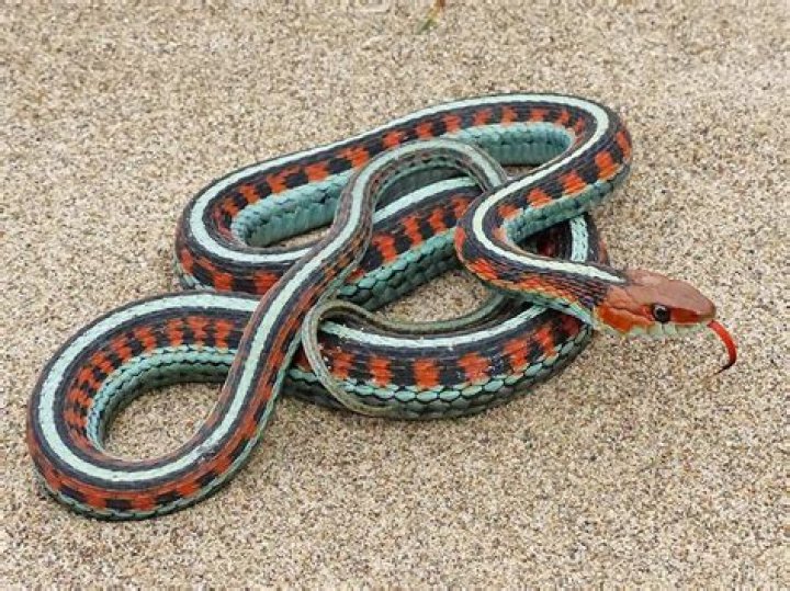 20 Red Sided Garter Snake Facts