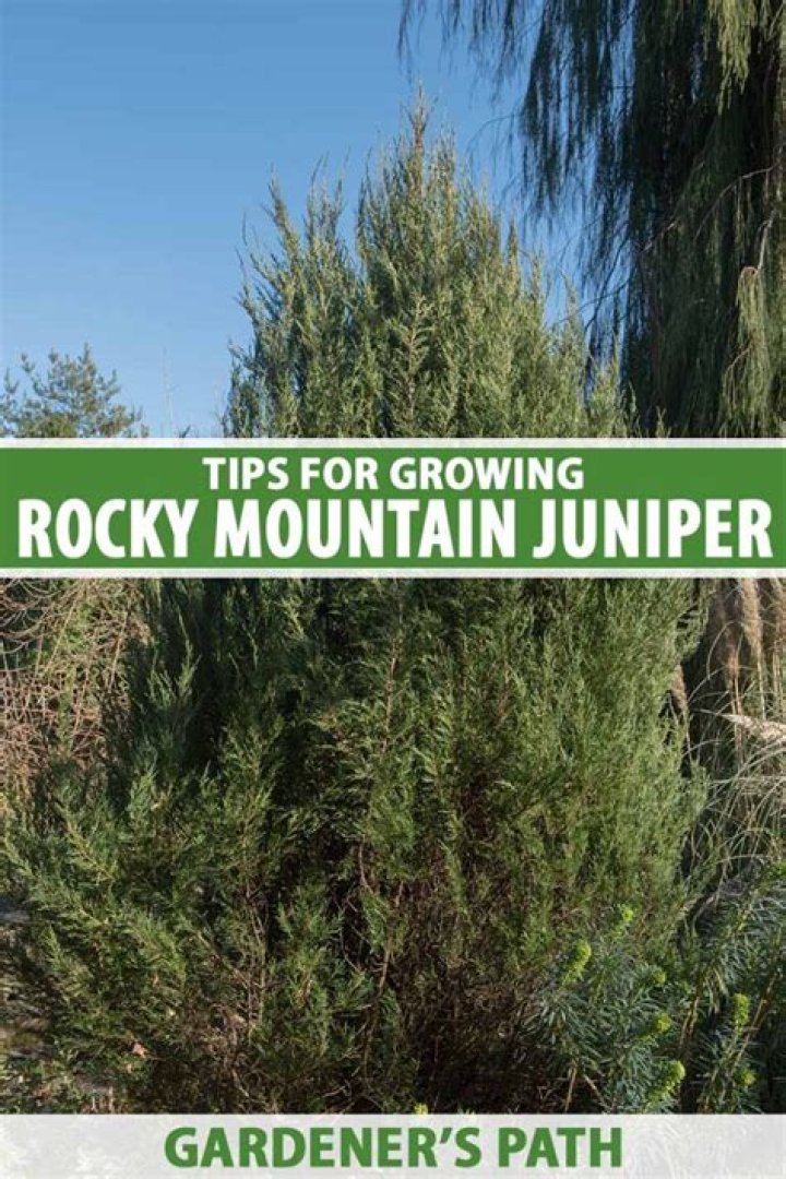 20 Rocky Mountain Juniper Facts