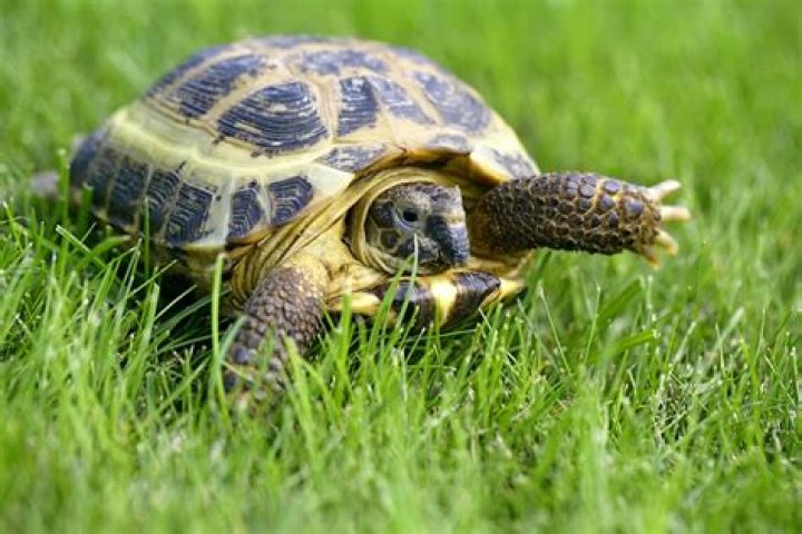 20 Russian Tortoise Fun Facts