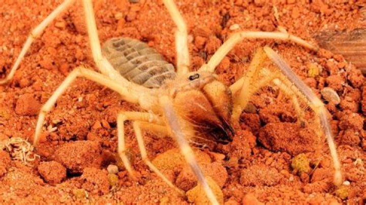 20 Unbelievable Facts About Camel Spider