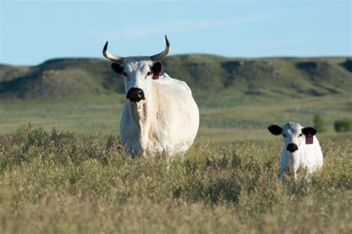 20 White Park Cattle Facts