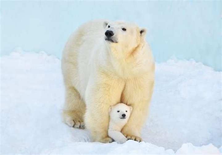 21 Great Pizzly Bear Facts