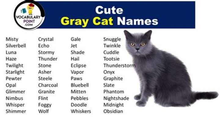 240+ Gray Cat Names For Your Unique Feline Friend