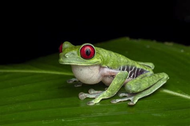 26 Best Facts About The Red Eyed Tree Frog